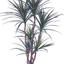 Dracaena- mini-yucca 1.2m with 4 heads - artificial plants, flowers & trees - image 2