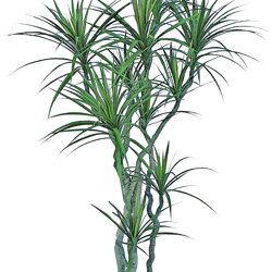 Dracaena- mini-yucca 2.1m with 10 heads - artificial plants, flowers & trees - image 9