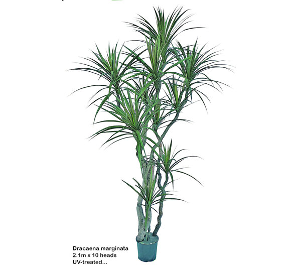 Dracaena- mini-yucca 2.1m with 10 heads