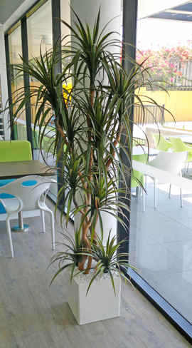 Dracaena- mini-yucca 2.1m with 10 heads