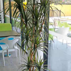 Dracaena- mini-yucca 2.1m with 10 heads - artificial plants, flowers & trees - image 6