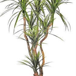 Dracaena- mini-yucca 1.8m with 8 heads - artificial plants, flowers & trees - image 5