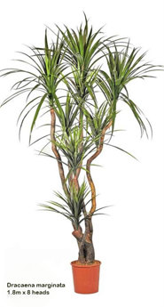 Dracaena- marginata 1.8m with 8 heads