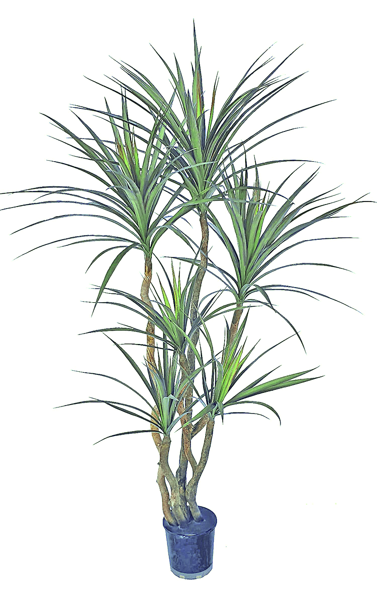 Dracaena- mini-yucca 1.5m with 6 heads