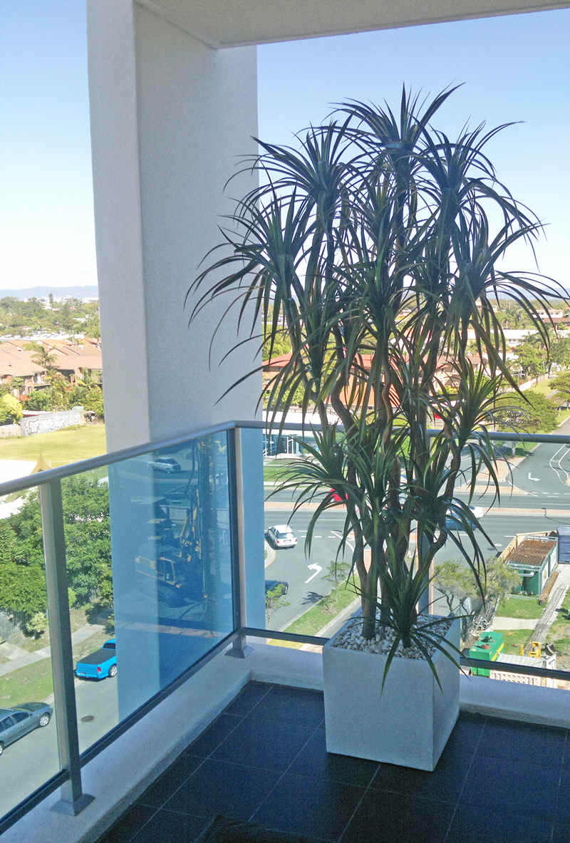 Dracaena- mini-yucca 2.1m with 10 heads