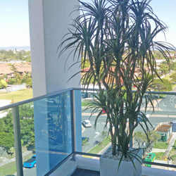 Dracaena- mini-yucca 2.1m with 10 heads - artificial plants, flowers & trees - image 5