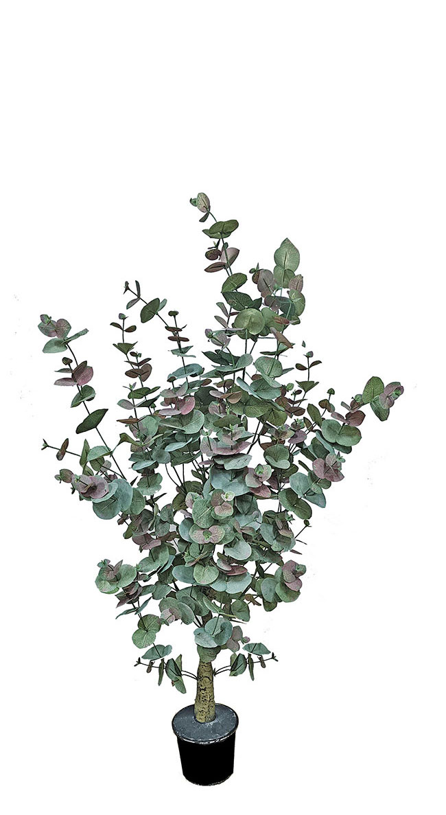 Eucalyptus 'Sweet Gum' 1.2m