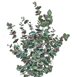 Eucalyptus 'Sweet Gum' 1.2m - artificial plants, flowers & trees - image 2