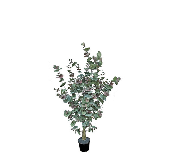 Eucalyptus 'Sweet Gum' 1.2m