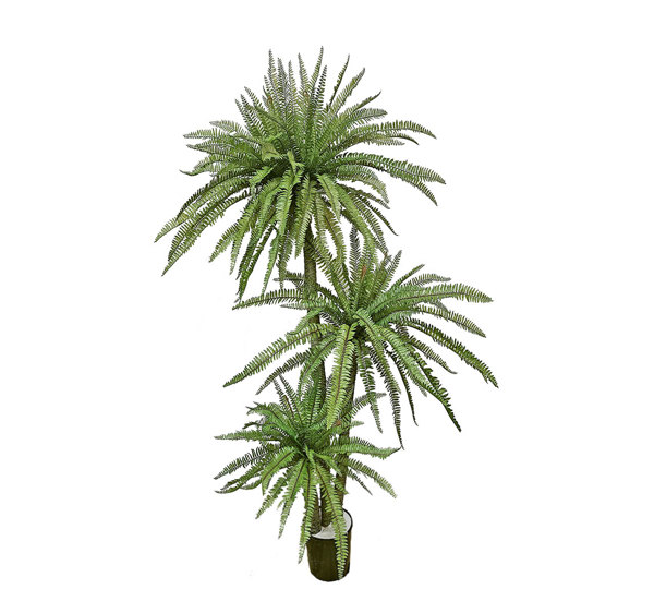 Fern Palm 1.75m triple-stem