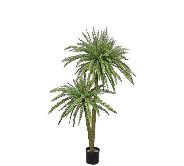 Fern Palm 1.6m dbl-stem