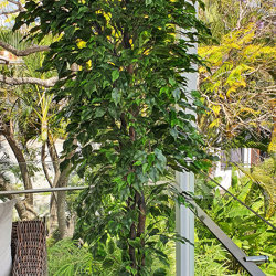 Weeping Ficus 1.5m UV-rated - artificial plants, flowers & trees - image 2