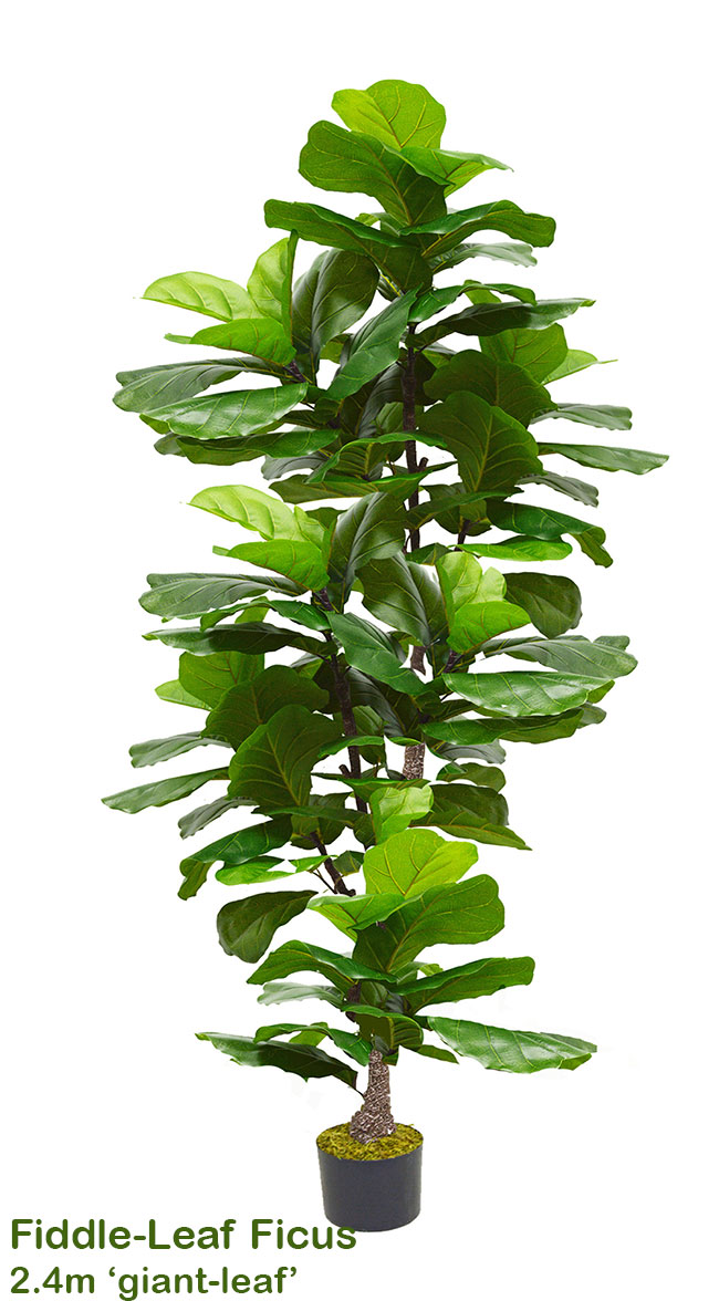 Fiddle-Leaf Ficus 'giant-leaf' 1.9m (deluxe)