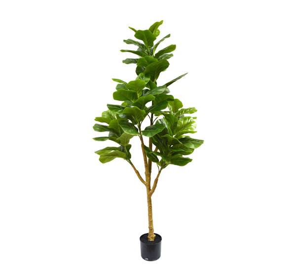 Fiddle-Leaf Ficus 1.4m