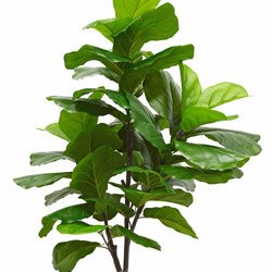 Fiddle-Leaf Ficus 'giant-leaf' 1.6m - artificial plants, flowers & trees - image 9