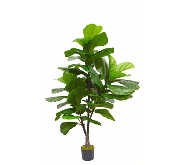 Fiddle-Leaf Ficus 'giant-leaf' 1.6m