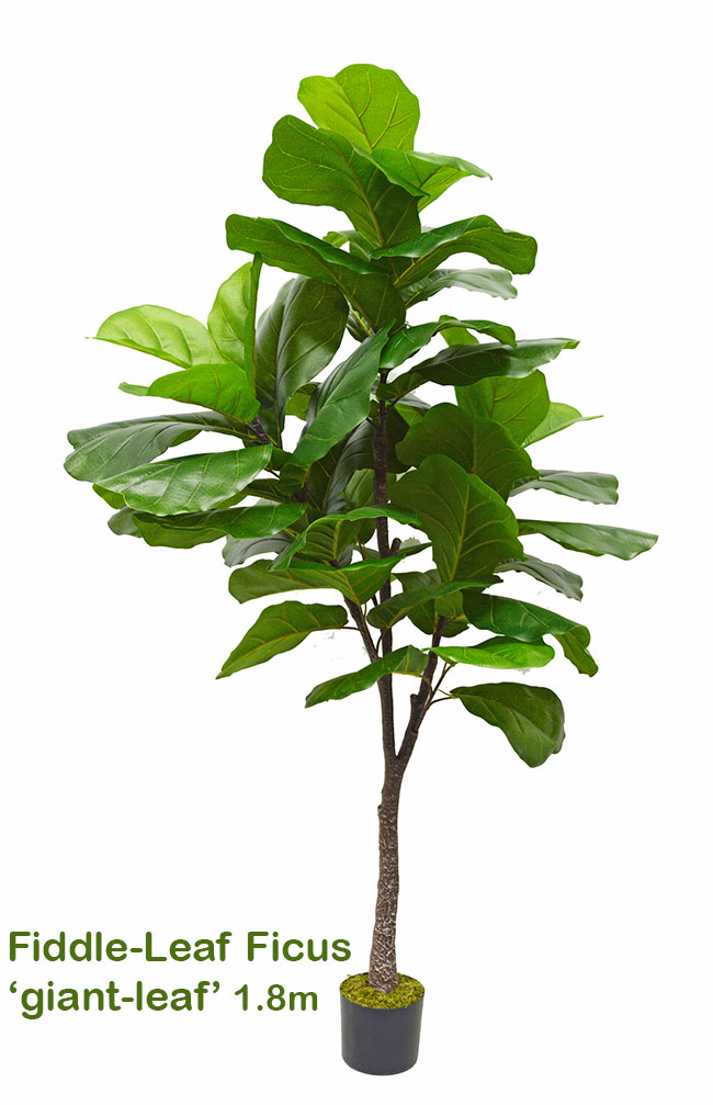 Fiddle-Leaf Ficus 'giant-leaf' 1.9m (deluxe)