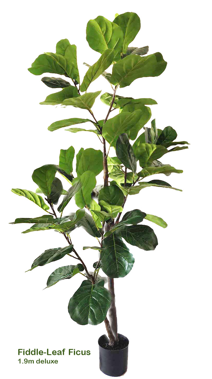 Trough Planters- with Fiddle-Leaf Ficus 1.9m