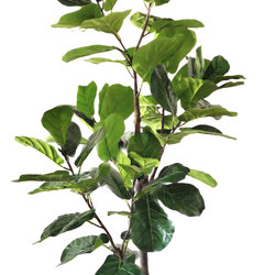 Trough Planters- with Fiddle-Leaf Ficus 1.9m - artificial plants, flowers & trees - image 3