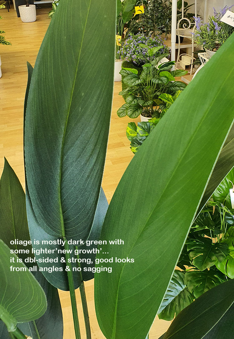 Bird of Paradise Plant 1.4m
