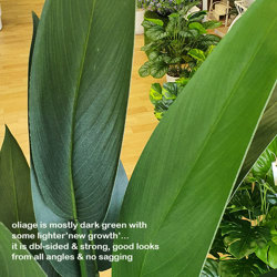 Bird of Paradise Plant 1.4m - artificial plants, flowers & trees - image 9
