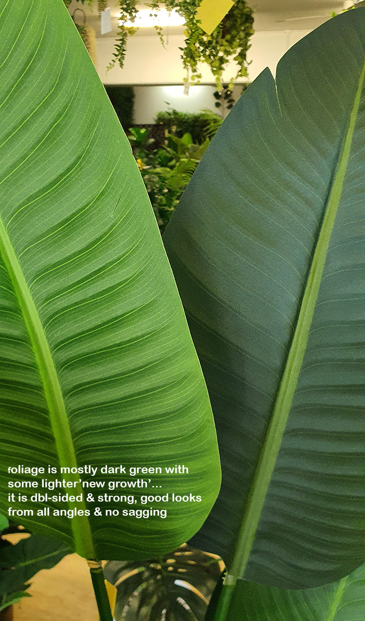 Heliconia Palms- Flowering 1.6m with 2 flowers