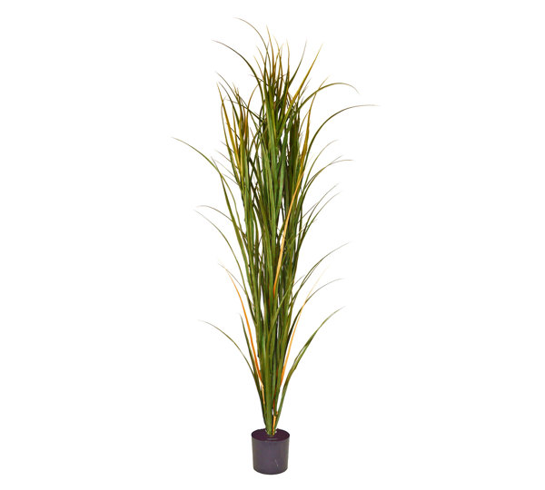Pampas Grass UV 1.5m