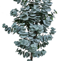 Eucalyptus 'grey gum' 1.7m - artificial plants, flowers & trees - image 1