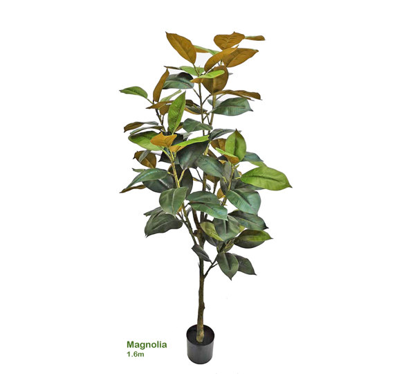 Magnolia 'little gem' 1.5m