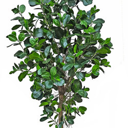 Moreton Bay Ficus 1.6m - artificial plants, flowers & trees - image 4