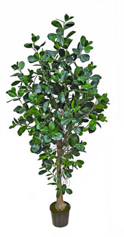 Moreton Bay Ficus 1.6m