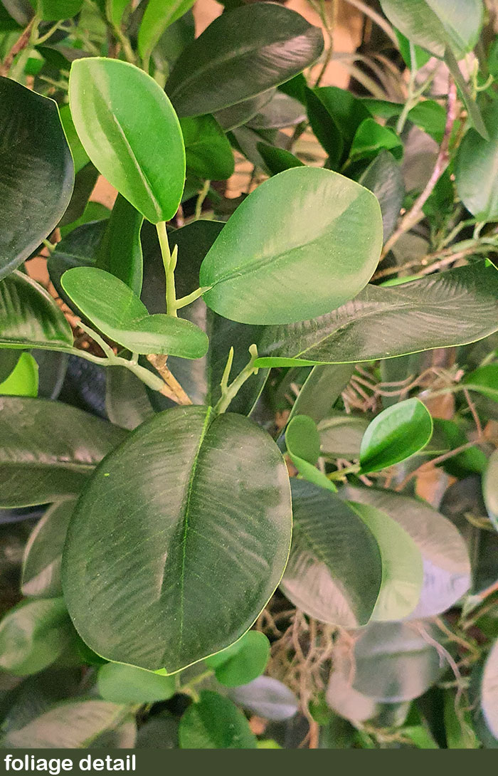 Moreton Bay Ficus 1.6m