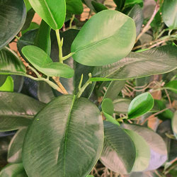 Moreton Bay Ficus 1.6m - artificial plants, flowers & trees - image 1