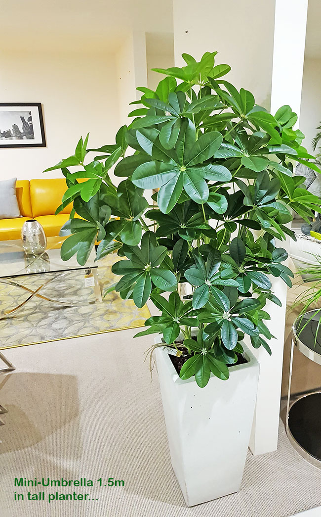 Mini-Umbrella Plant 1.2m
