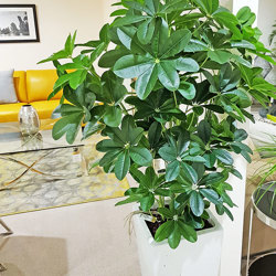 Mini-Umbrella Plant 1.2m - artificial plants, flowers & trees - image 2