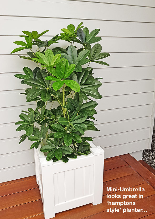 Mini-Umbrella Plant 1.2m