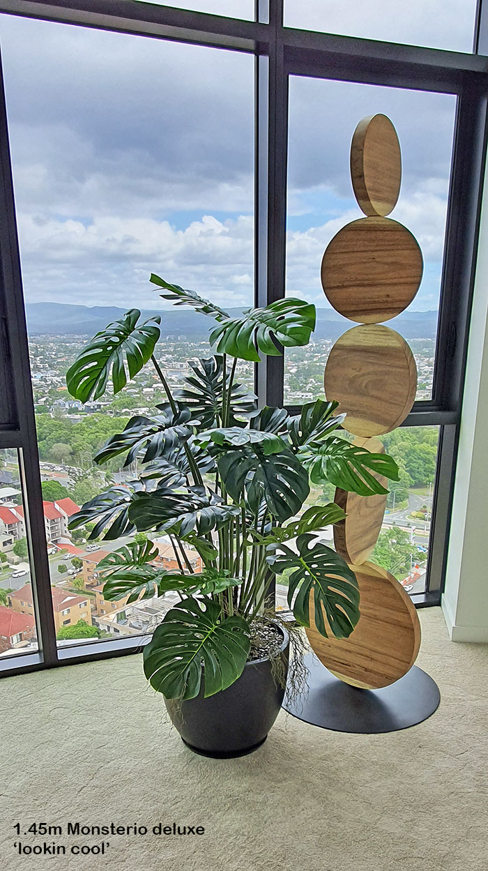 Swiss Cheese Plant [Monstera] 1.7m