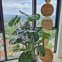 Swiss Cheese Plant [Monstera] 1.7m - artificial plants, flowers & trees - image 5