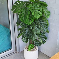 Monsterio UV-treated 1.5m - artificial plants, flowers & trees - image 2