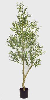 Olive Tree- 2.1m