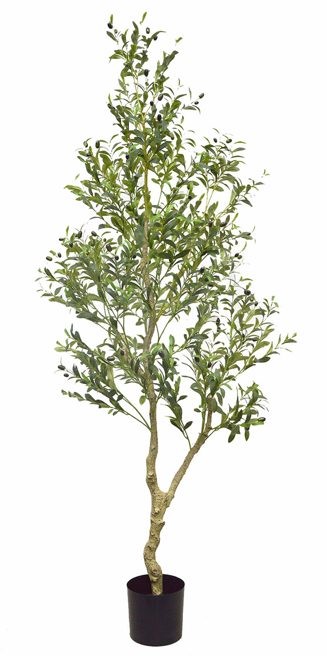 Olive Tree- 2.1m narrow