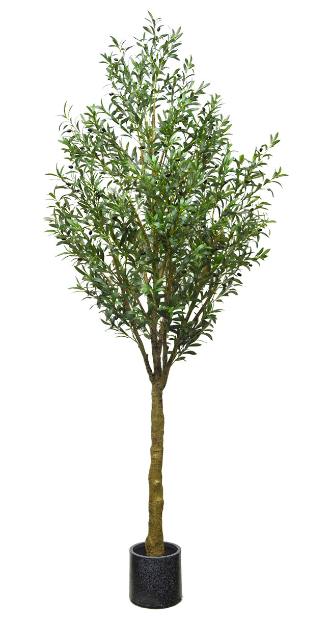 Giant Olive Tree- 3m tall