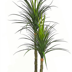 Ponytail Yucca 1.75m double stem-stem  - artificial plants, flowers & trees - image 5