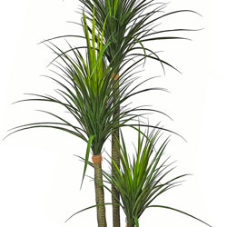 Ponytail Yucca 2m triple-stem - artificial plants, flowers & trees - image 5
