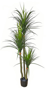 Ponytail Palm 2m triple-stem