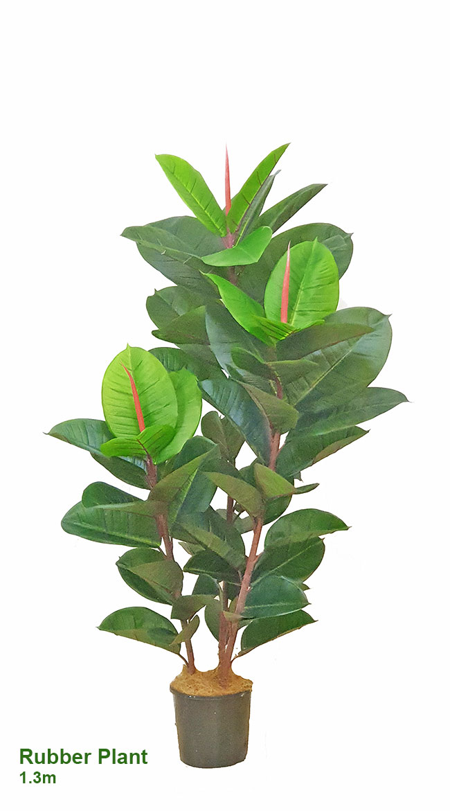 Rubber-Tree 1.3m