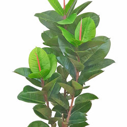 Rubber-Tree 1.3m - artificial plants, flowers & trees - image 8