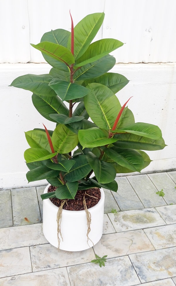 Rubber-Tree 1.1m sml