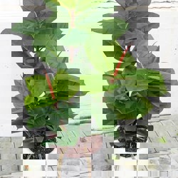 Rubber-Tree 1.1m sml - artificial plants, flowers & trees - image 7