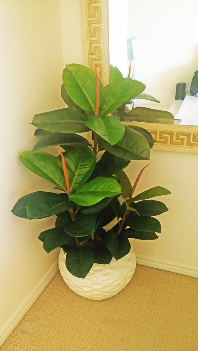 Rubber-Tree 1.1m sml